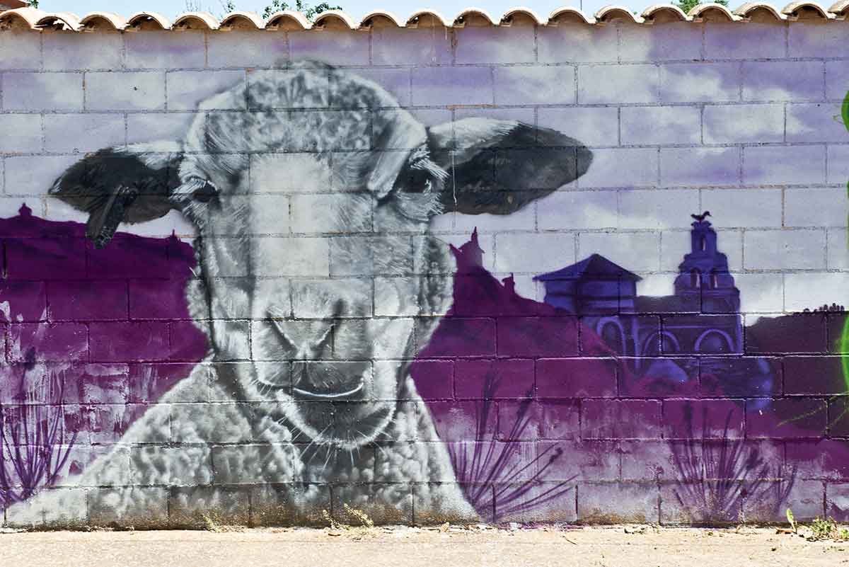 Ovejas zamoranas detalle de oveja