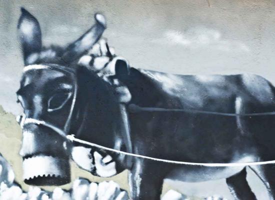 Detalle de burro de la obra de noria de sangre